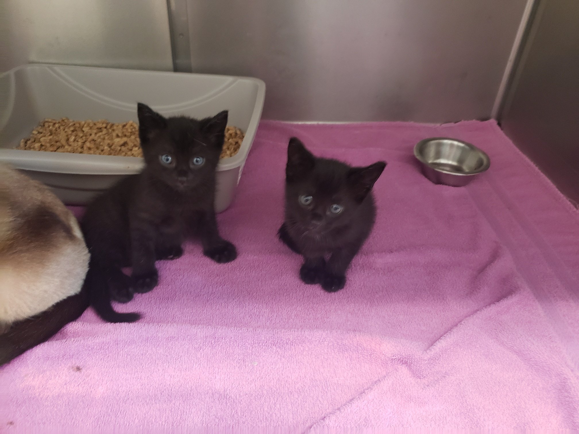 Merv and Myth: Molly's 2 boy kittens