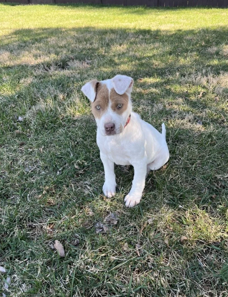 Star again. Look at her adorable ears!