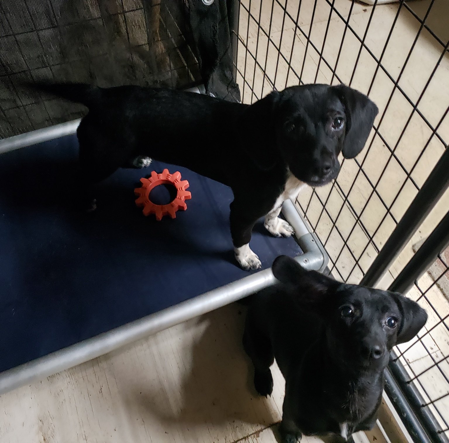 Locket and Lori: 5 month old stray puppies. Locket has a white chest.