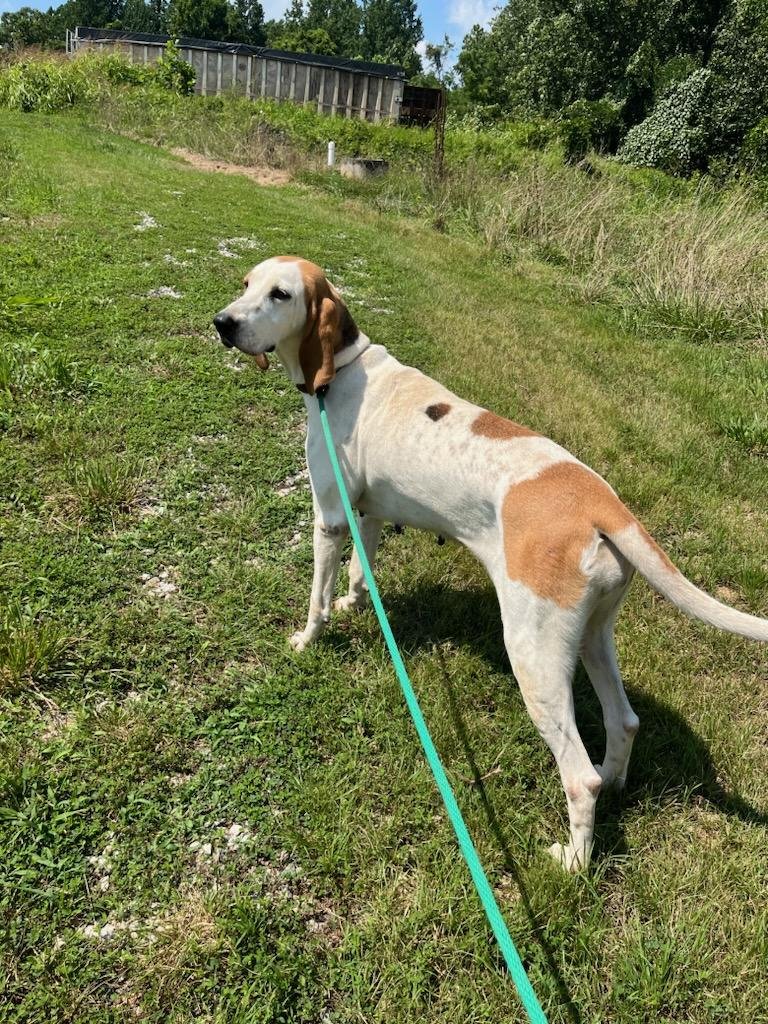 Virginia: 4 year old stray Foxhound