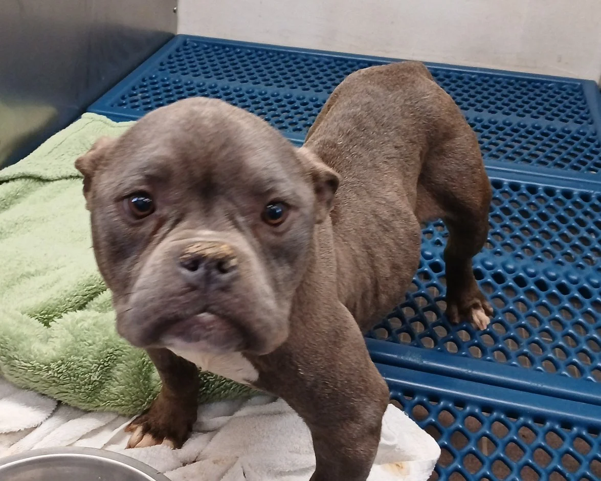 Gracie showing less worry in her eyes.  She is happy at feeding time and is wagging her tail. 