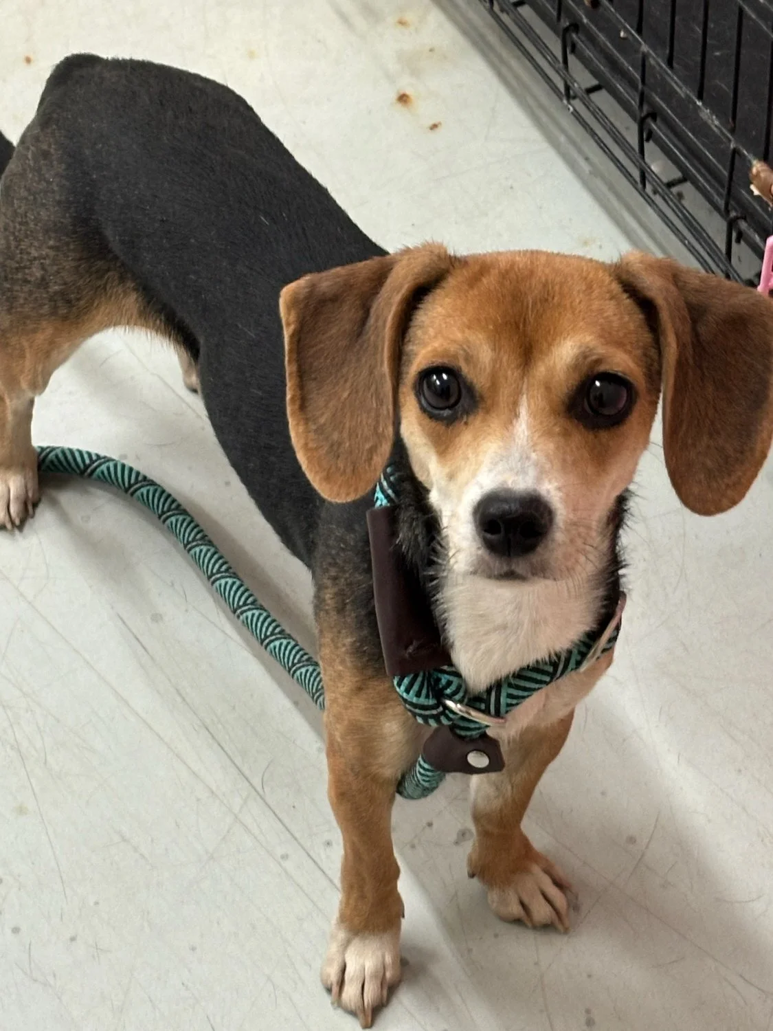 Gigi - a spunky little Beagle/Chihuahua/Dachshund mix about 5 years old.  She was brought to animal control as a found stray.  She is tiny, but fearless.