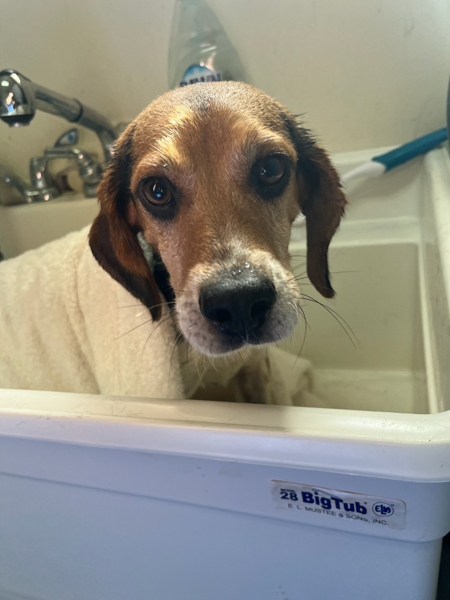 Grover getting a bath! So adorable!
