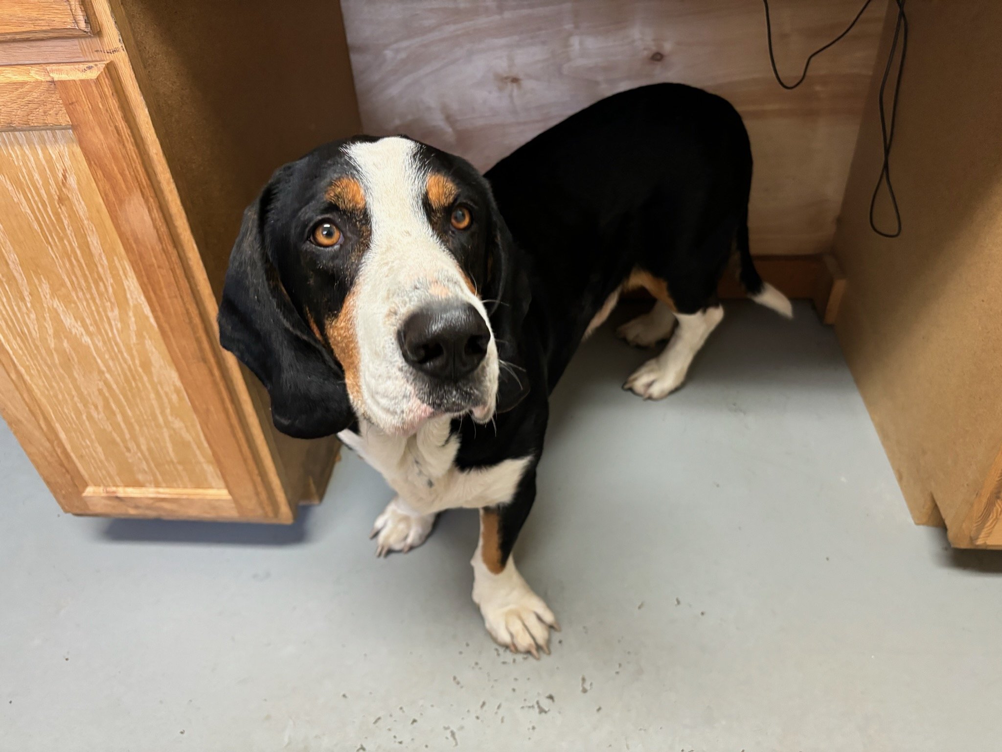 Boomer as handsome as ever!