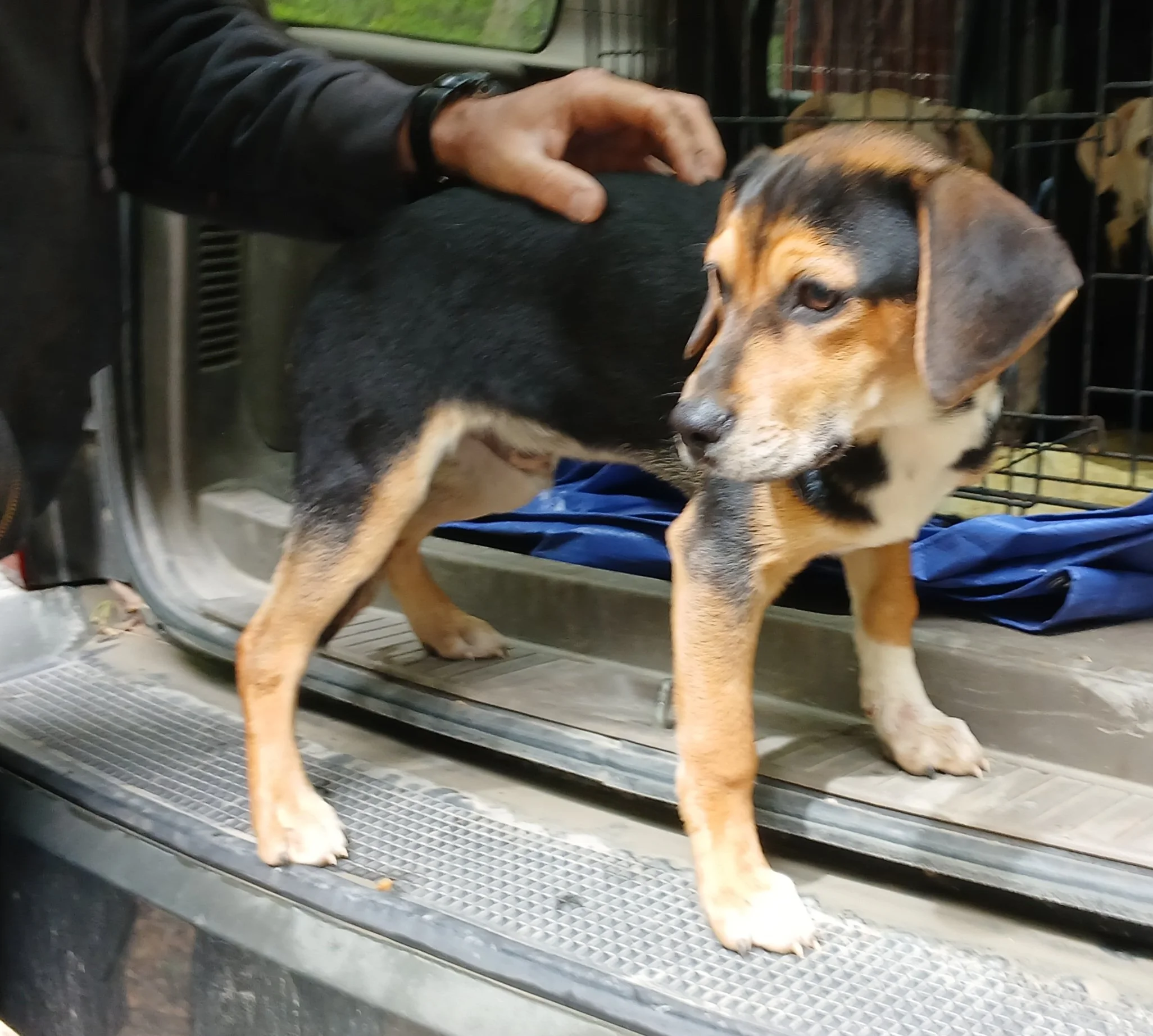 Bronco: A puppy mix of Lab, Beagle, and Chihuahua!
