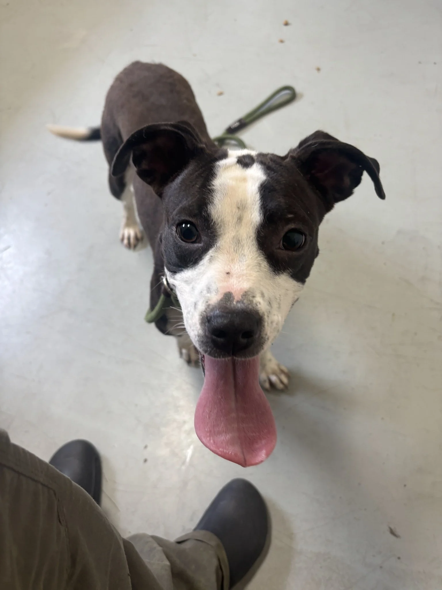 Chickadee at Animal Control, ready to go get her forever home!