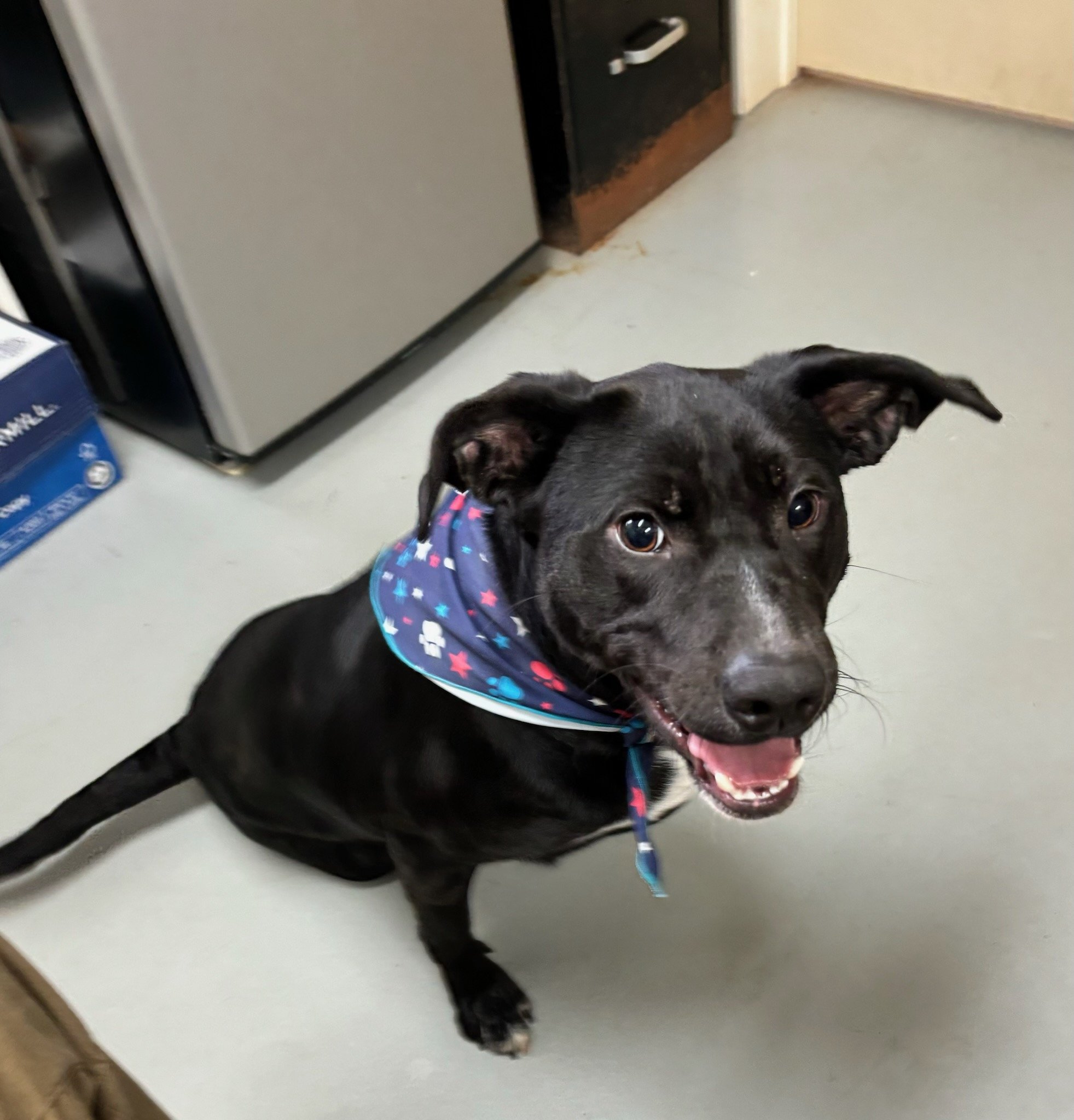 Elvis: a 2 year year old stray black lab mix with an injured rear leg. The injury was old and had healed, leaving him with an awful limp. Radiographs showed a dislocated hip, a broken pelvis that had healed crookedly, and a dislocated patella. It