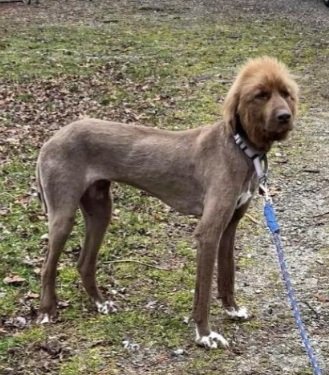Java looking very skinny, with all her matted hair cut off!