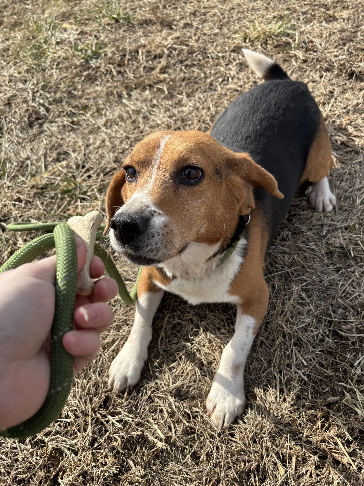 Pretzel enjoying the grass! 