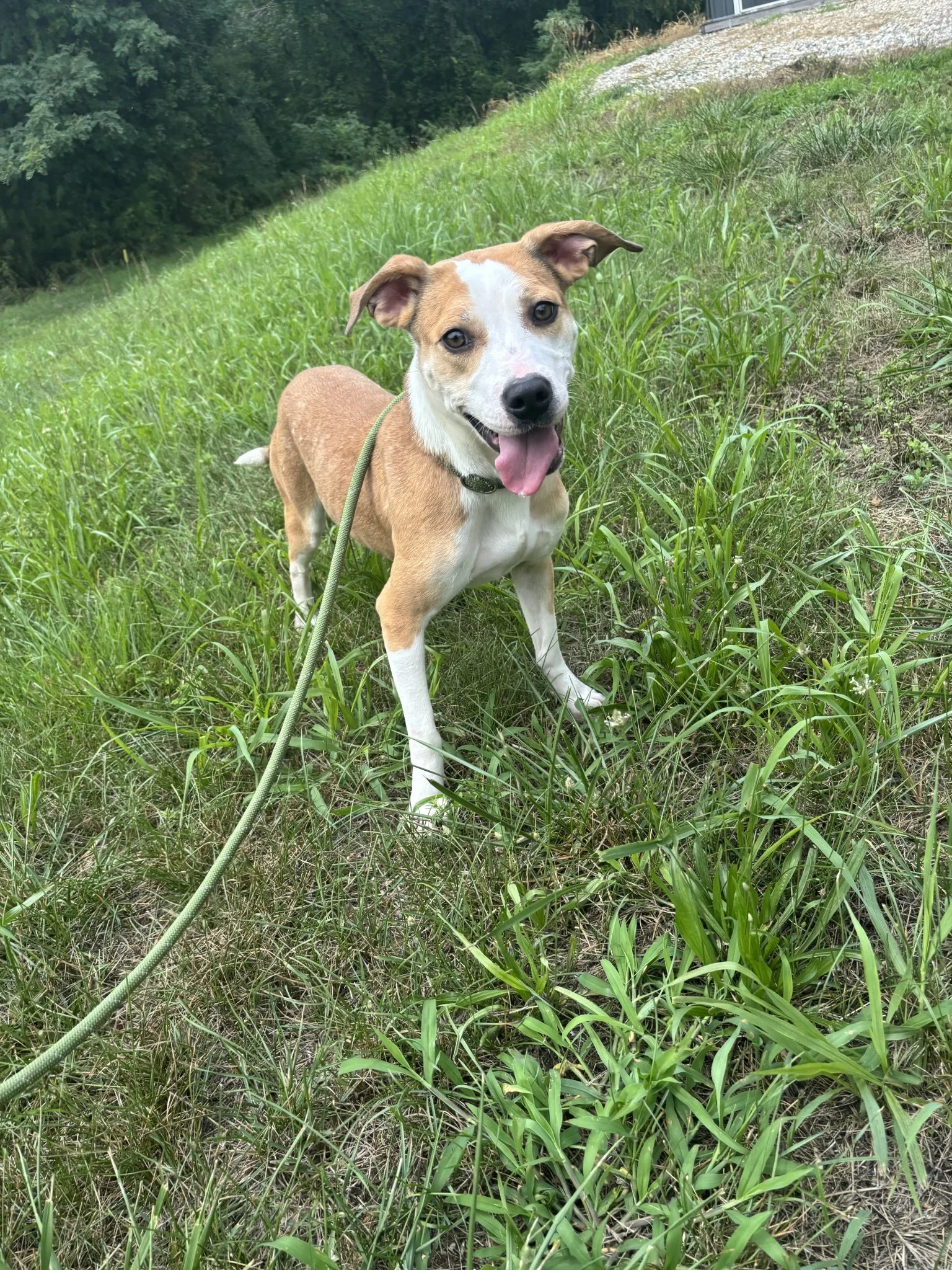 Sparrow is super sweet and playful. She is about 12 months old.