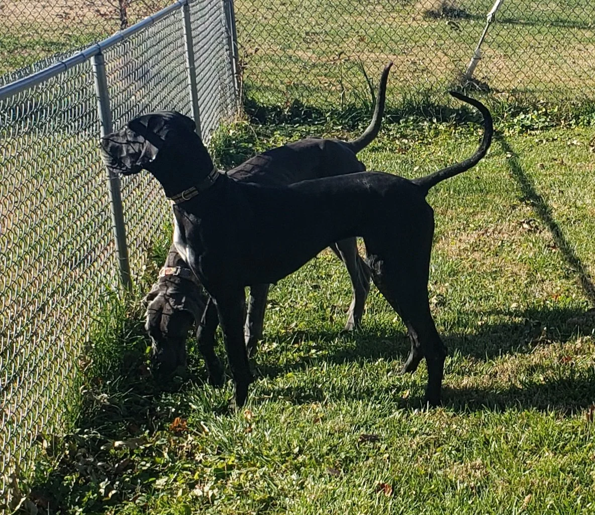 Harper & Scarlett: Great Danes