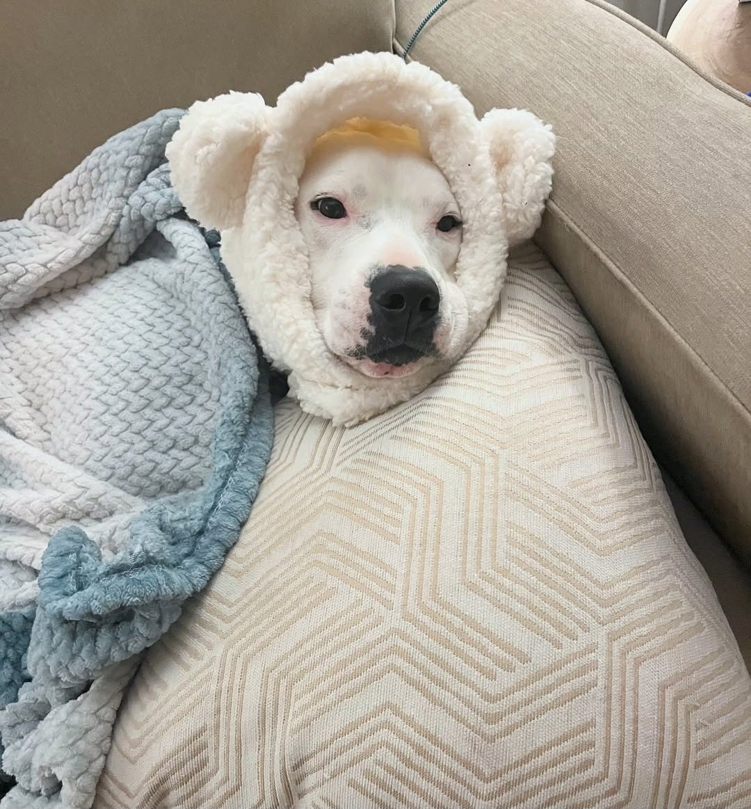 Pedro too cute for words!