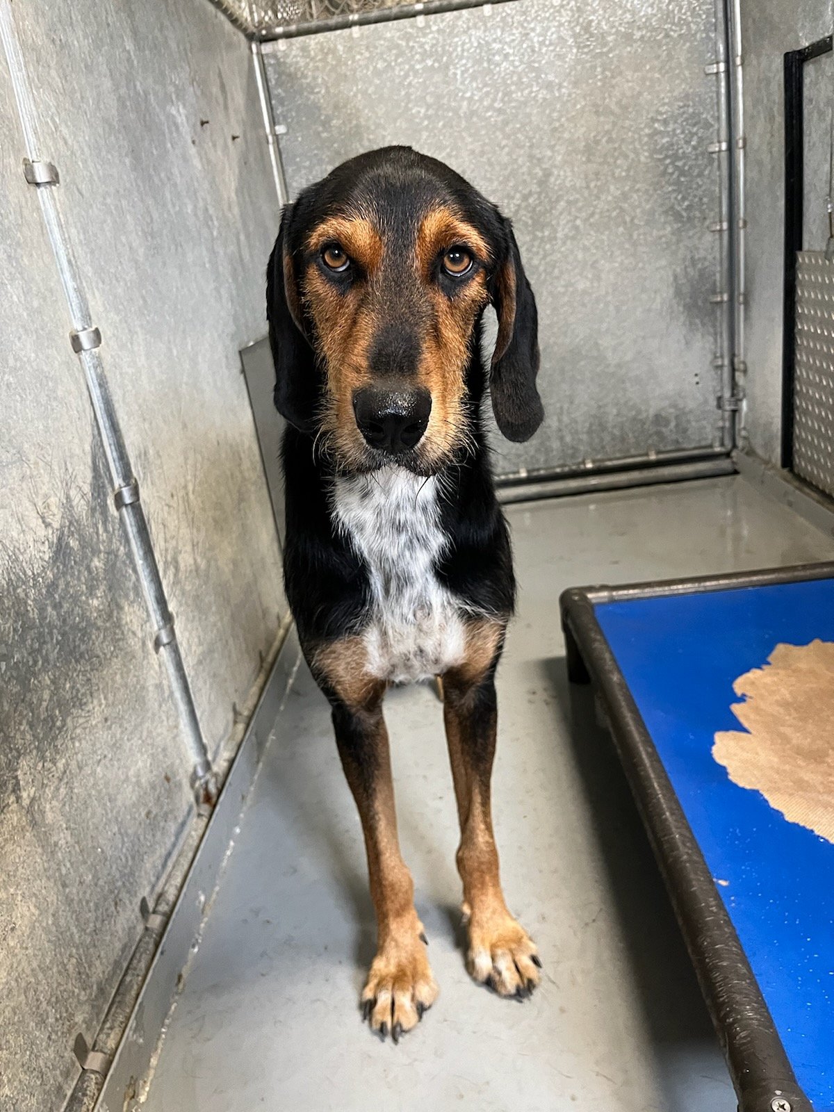 Sherlock: a very handsome stray with big brown eyes - about 2 years old.