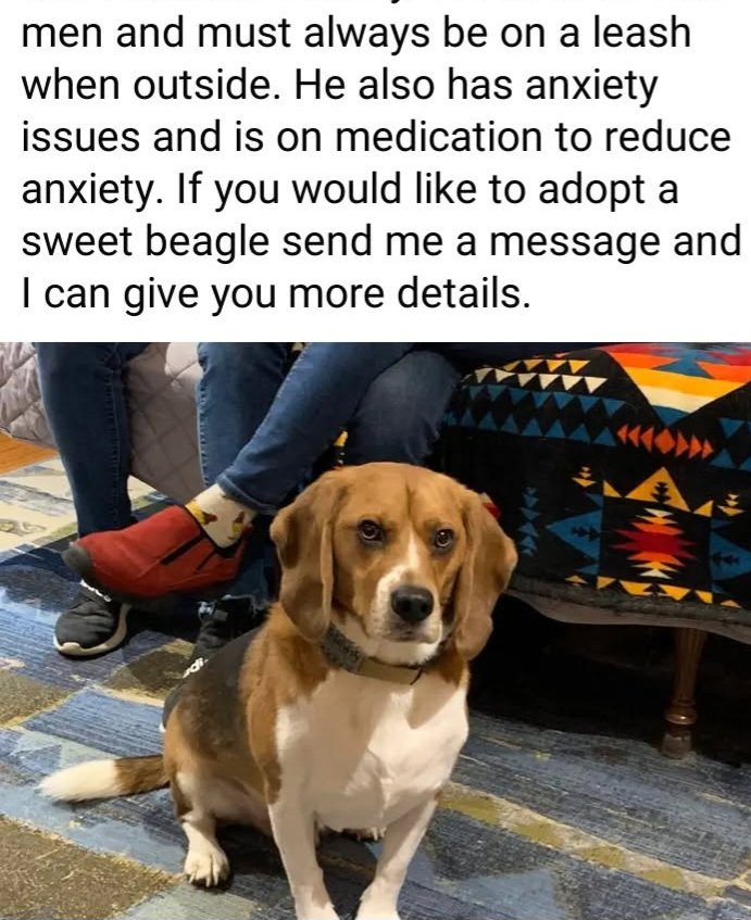 Mosey - A 3 1/2 year old Envigo beagle, 1 of 4,000 beagles rescued from the Envigo breeding facility in Cumberland County, Virginia. He was adopted in 2022 to a nice couple. He was basically feral and very afraid of men. Unfortunately his mom rece