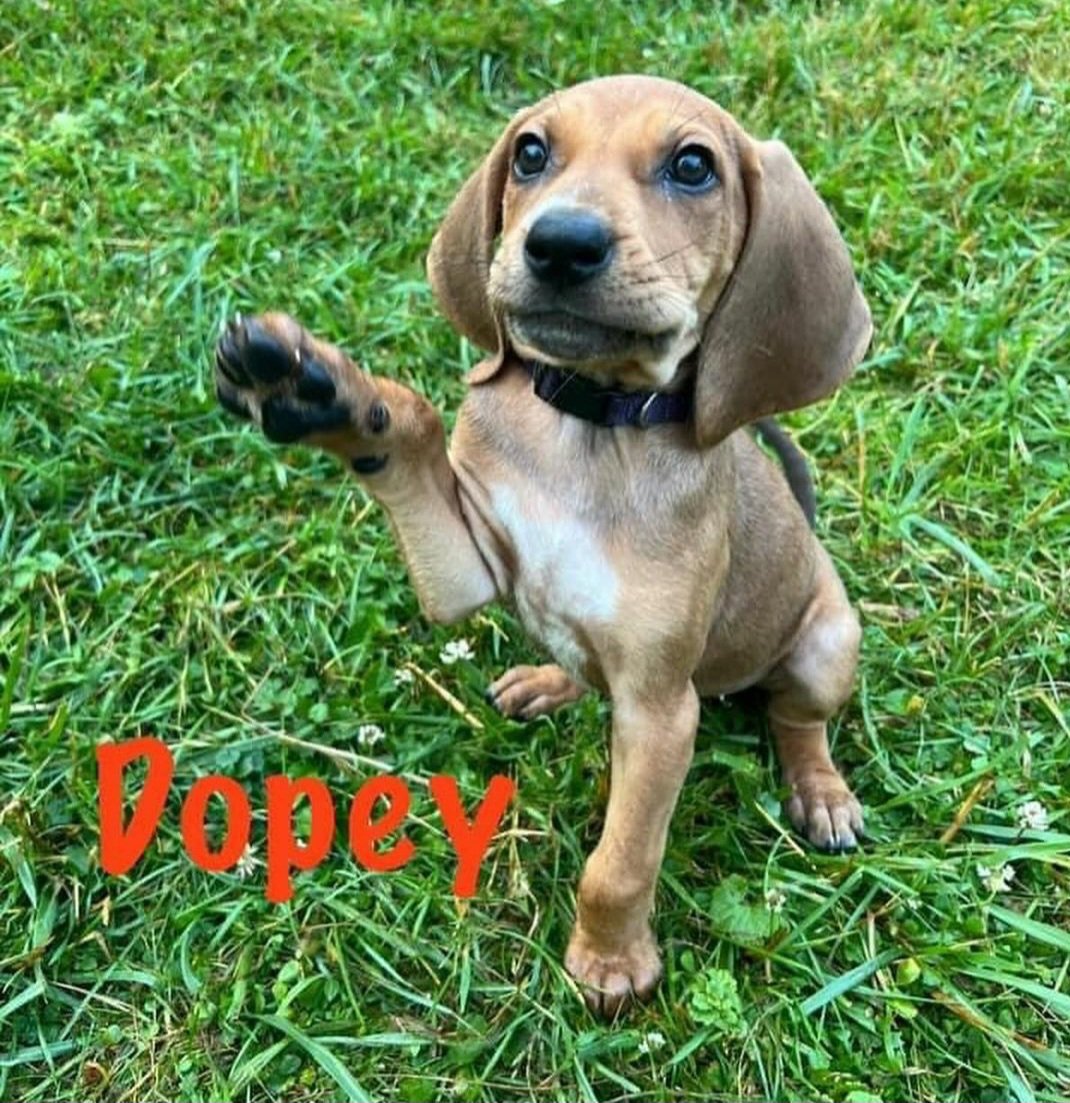 Dopey