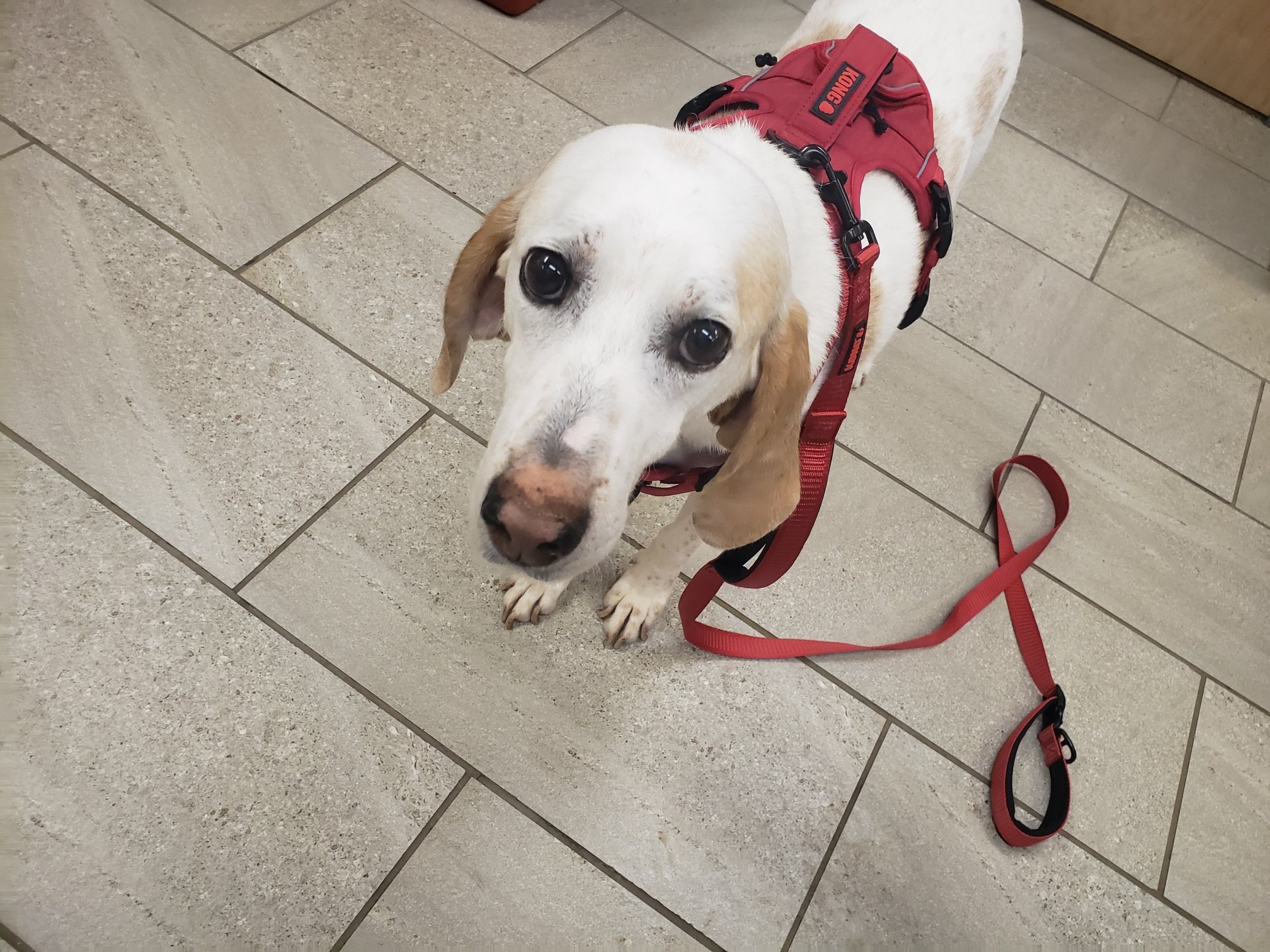 Lester - September 2023 - stopped by the vet for a nail trim. We were all so happy to see him. He looks so handsome in his red harness :)
