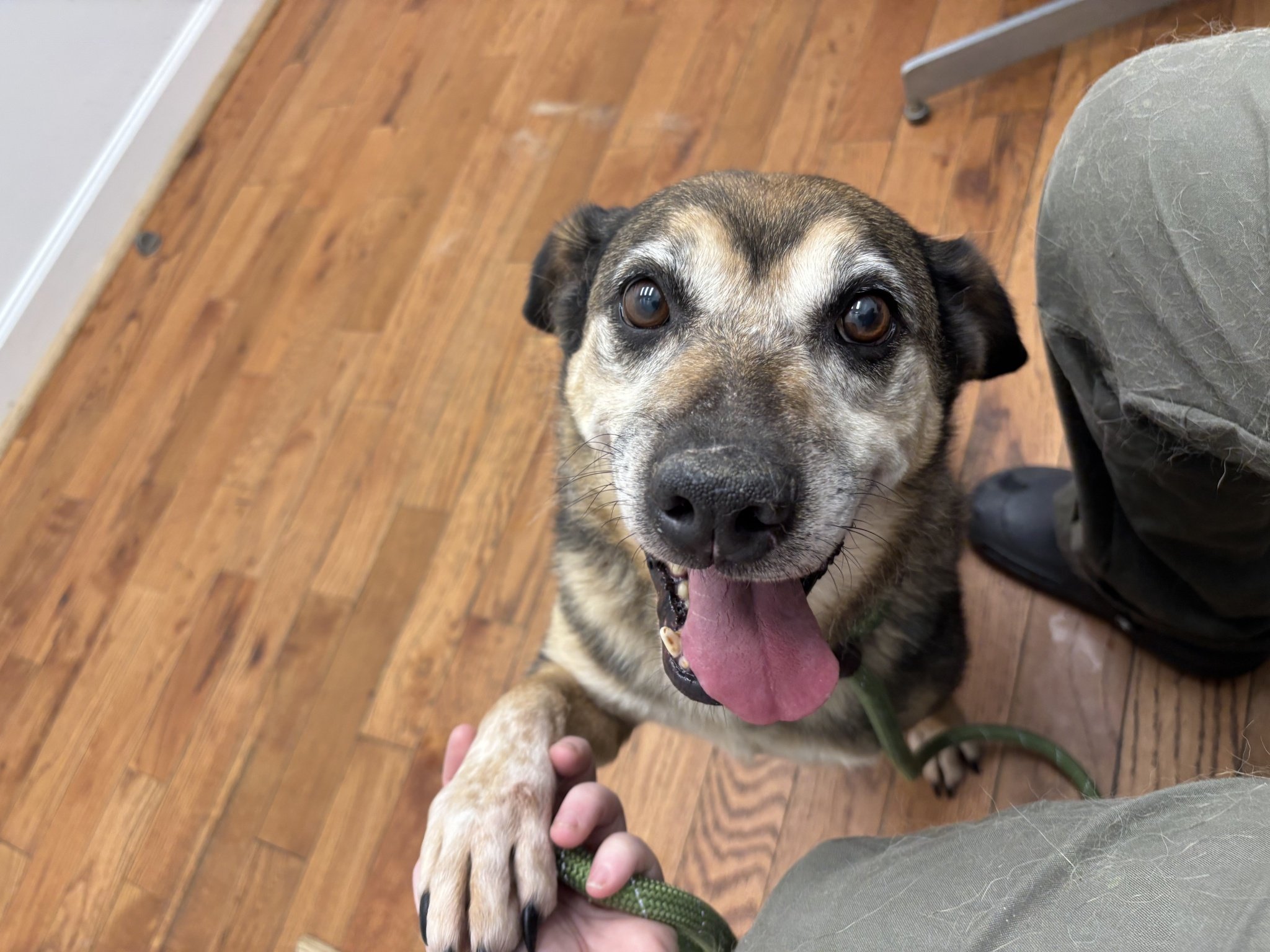 Templeton - a stray dog about 6 years old. With his bobtail, we guessed maybe he is an Aussie/Shepherd mix.  He was already neutered and definitely housebroken.  Walked perfectly on a leash. 