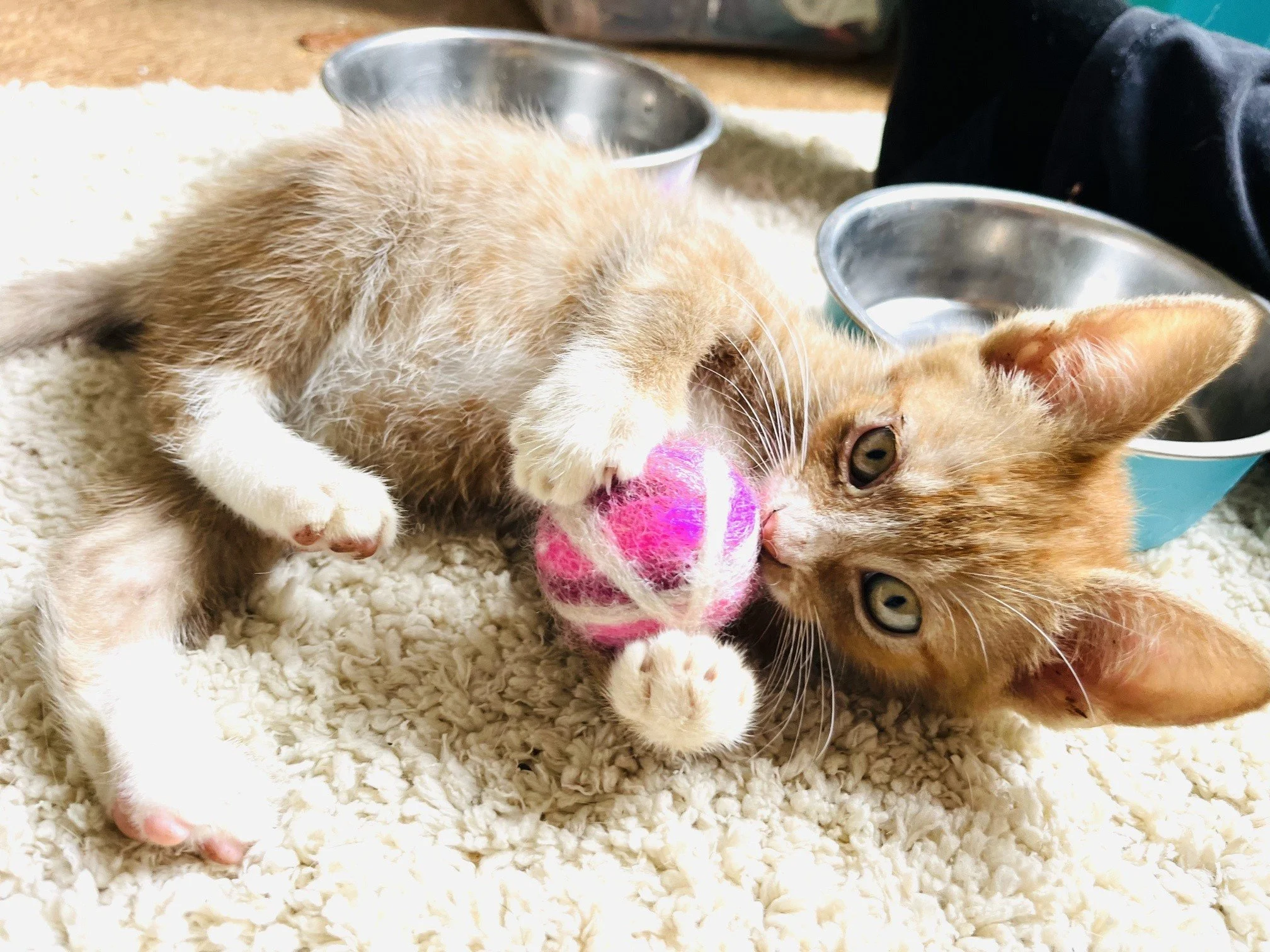 Pumpkin - a tiny 7 week old kitten left behind at a flea market where someone was giving away kittens. He has an unusually dark orange coat.