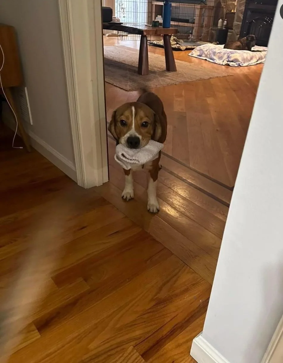 Rocky looking adorable!