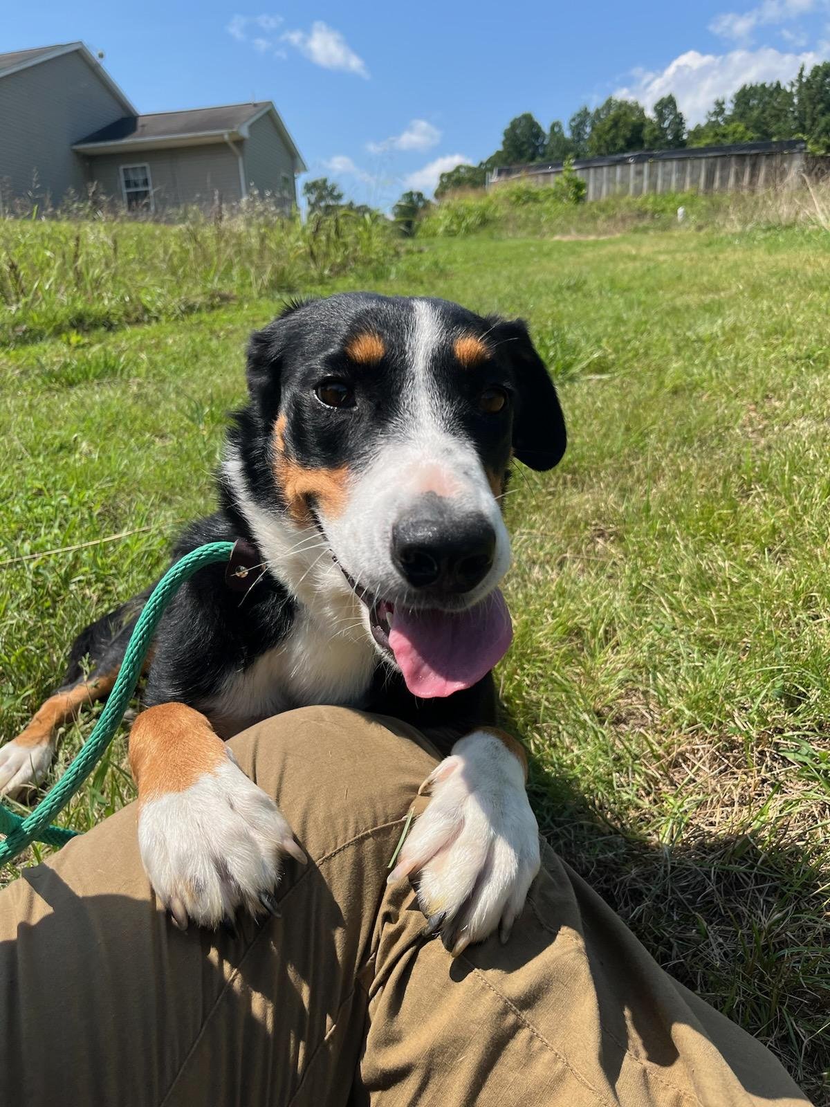 Caroline: 12 month old stray Collie/Shepherd mix