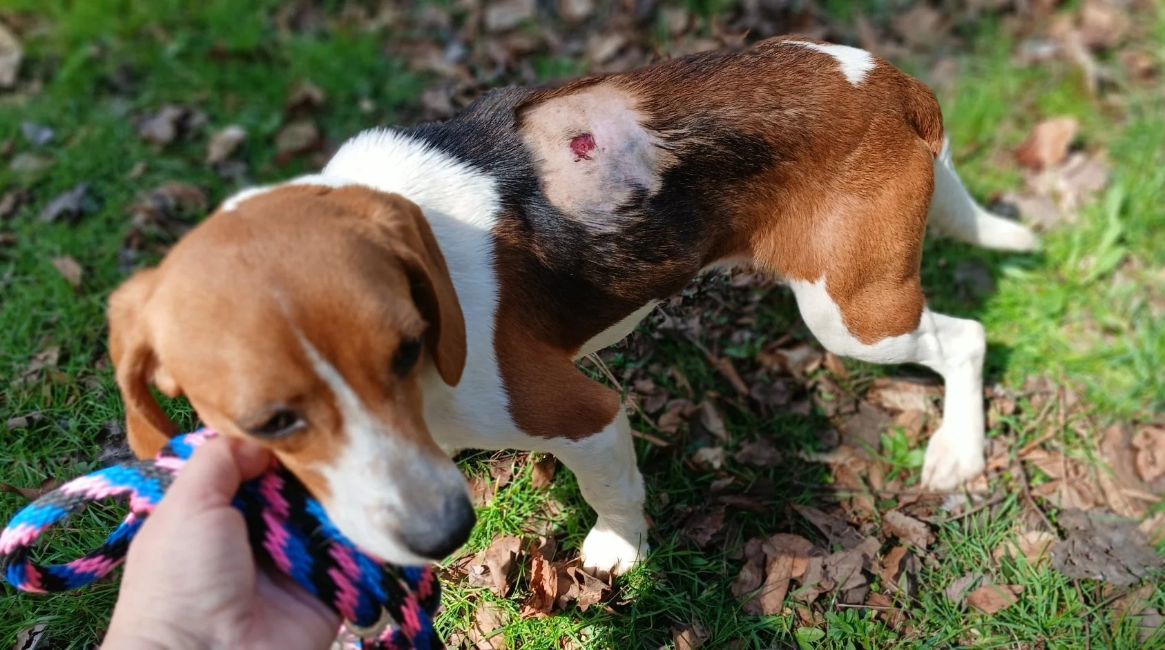 Wren had an infected wound on her back. We had that tended to and cleaned up, when she got her exam and vaccines.