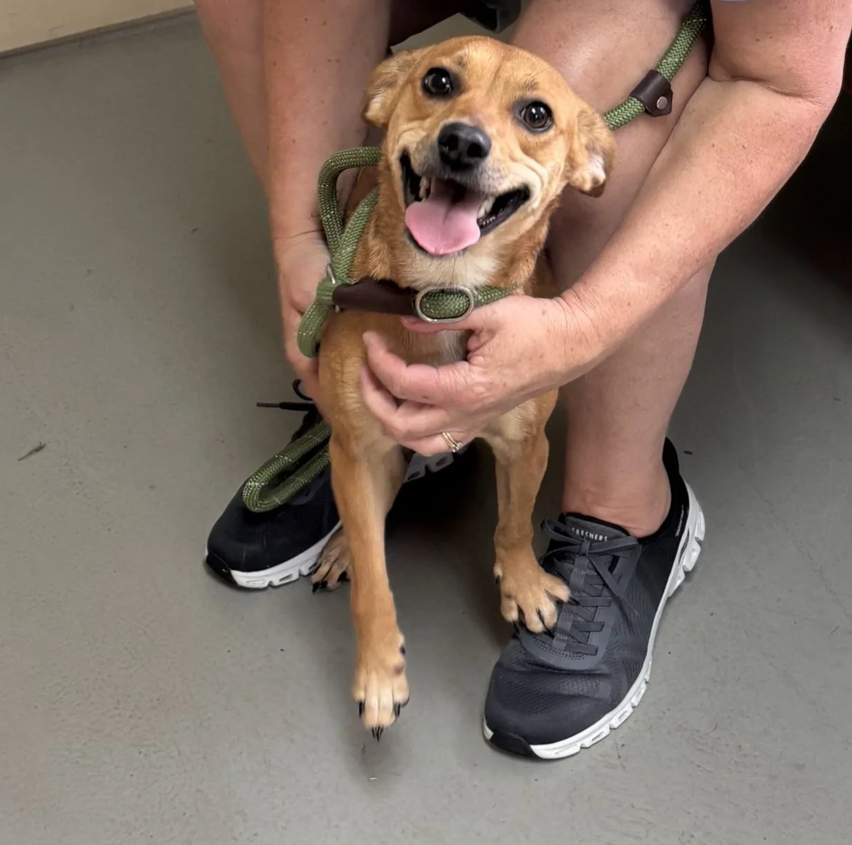 Puddles is 18 pounds and approximately one year old.  Looks like she is a Chihuahua mix!  