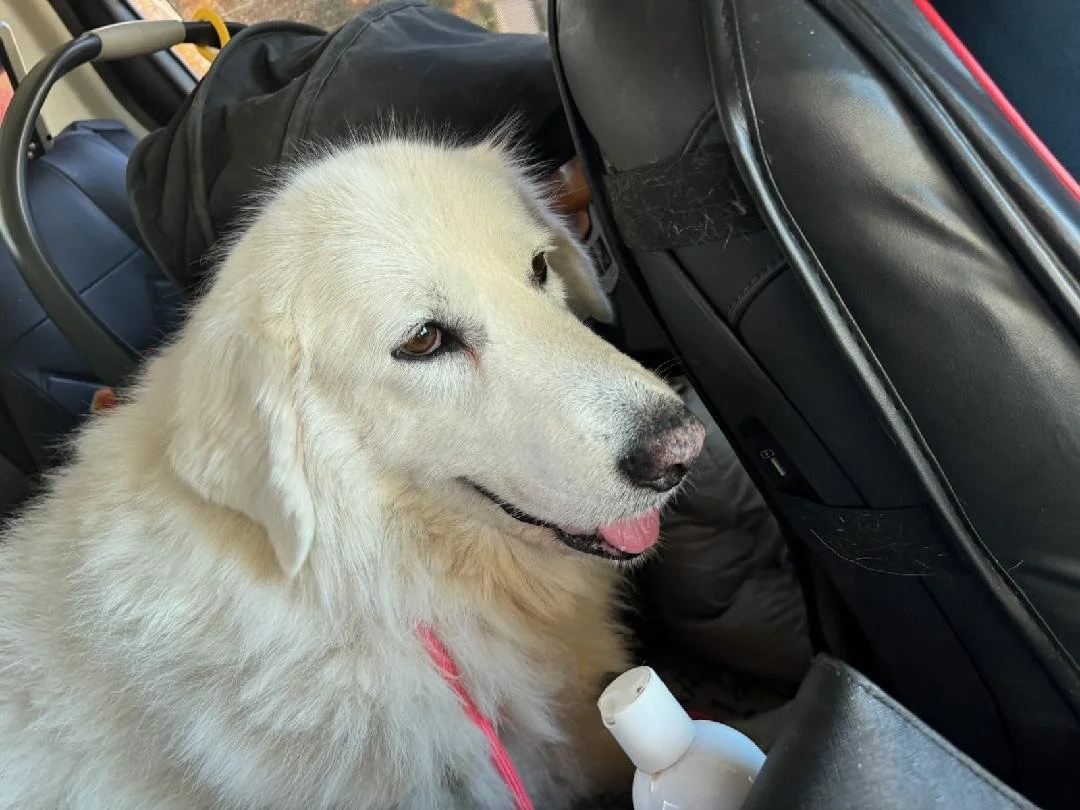Martha - August 2022 - headed home from the groomer and looking so very pretty!