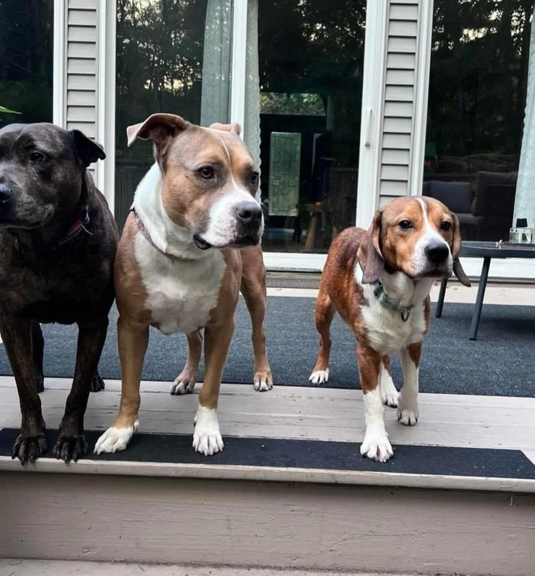 Rocky - August 2024 - living carefree and happy with his furry friends!