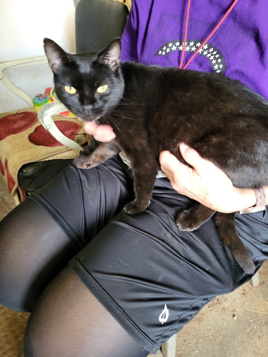 Georgie: A sweet black cat whose owner passed away. During vetting, she tested positive for FIV. Fortunately we found a home that already had a FIV positive cat that was willing to adopt her!.