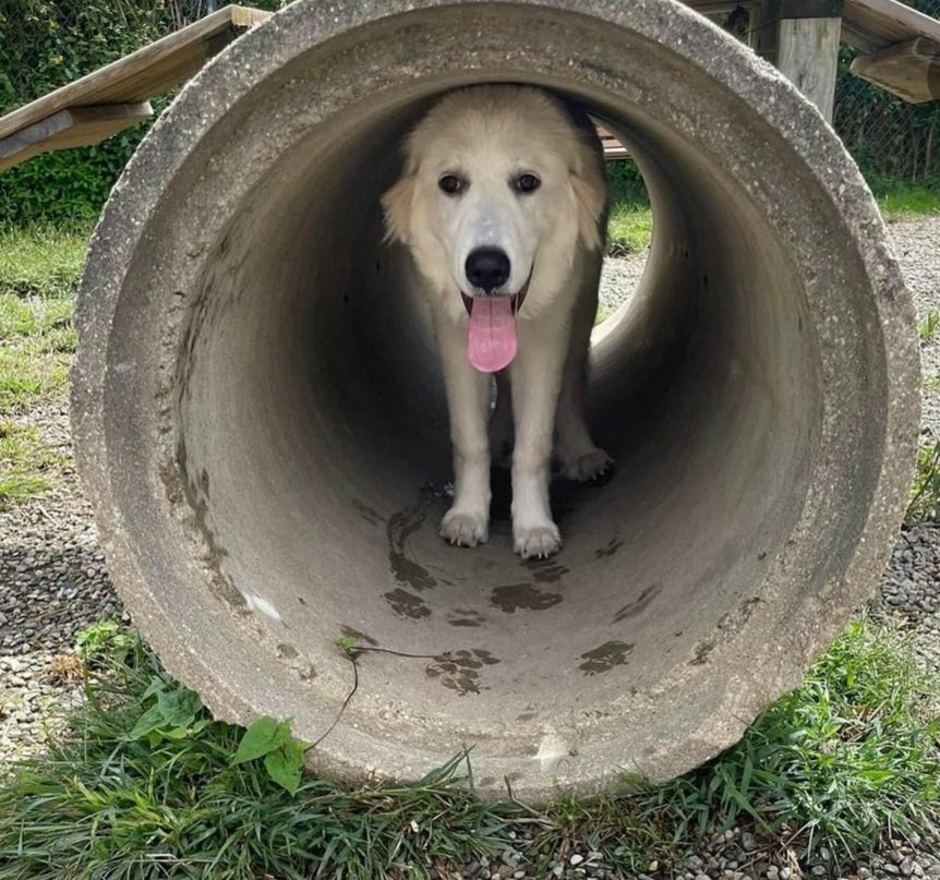 Gracie having fun.