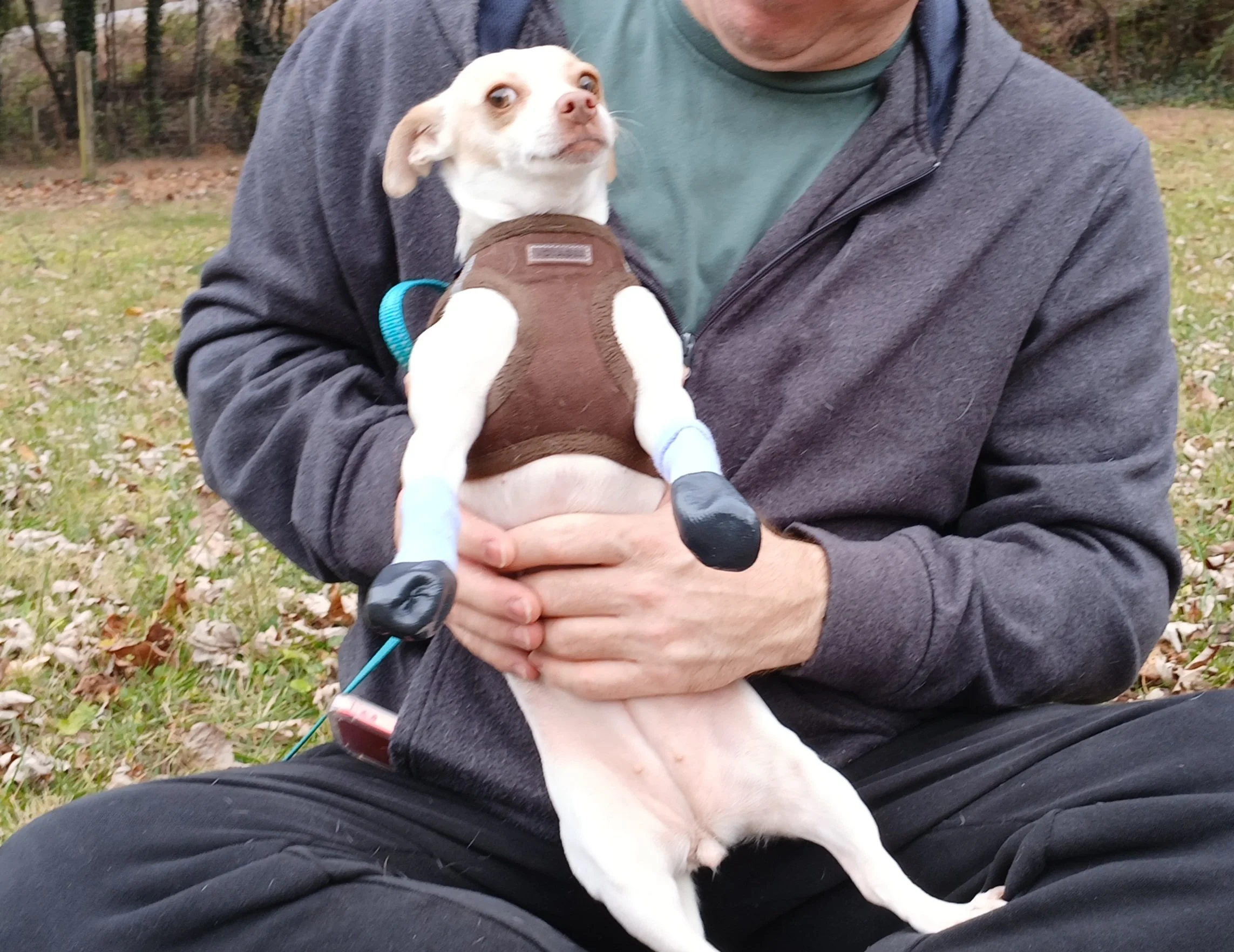 Hazel (rescued Sept 2025)  enjoyed rummaging through and modeling the yard sale items as we priced them :)  Snow boots, a hat, a sweater and even a shark harness lol