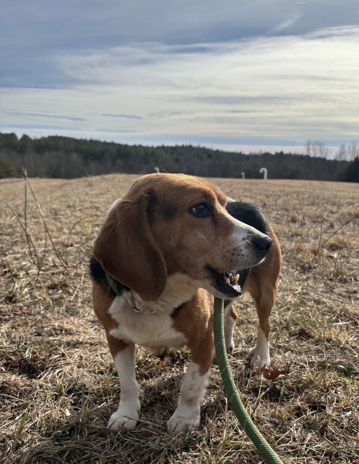 Pretzel pensively contemplating his soon to be new life! 