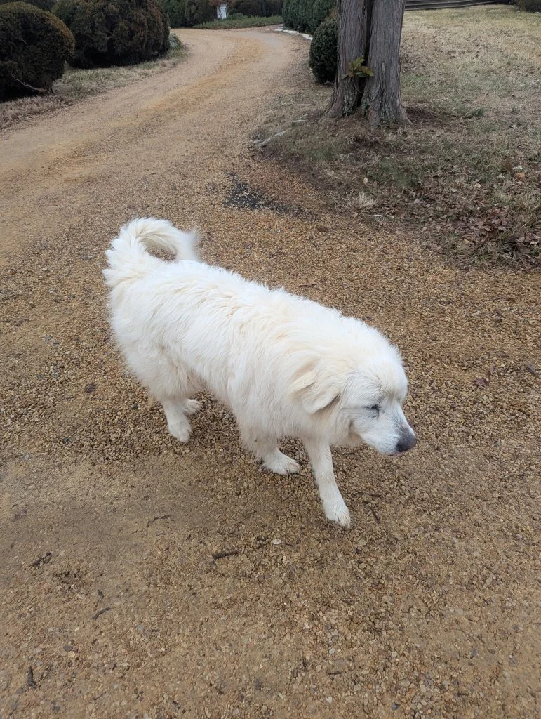 Kora - a 4 year old Great Pyrenees, who was surrendered with her sister Oksana.  They were farm guard dogs that were no longer needed. 