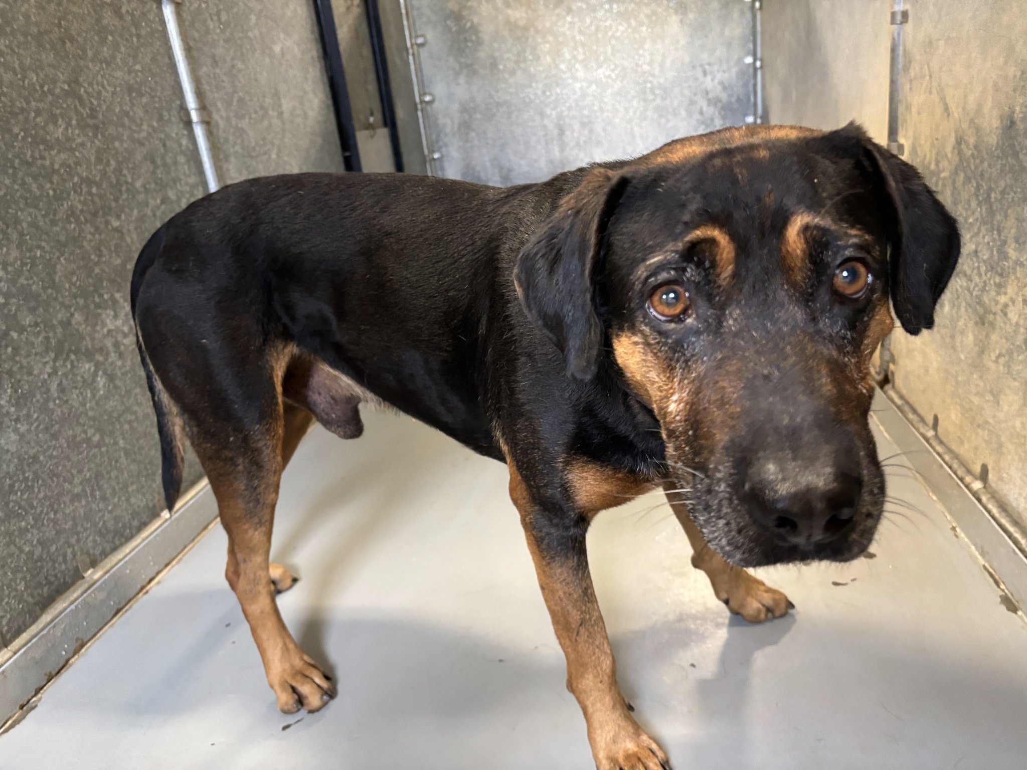 Redford - a big handsome stray about 4 years old.  We guessed Rottweiler mix or shepherd mix. 