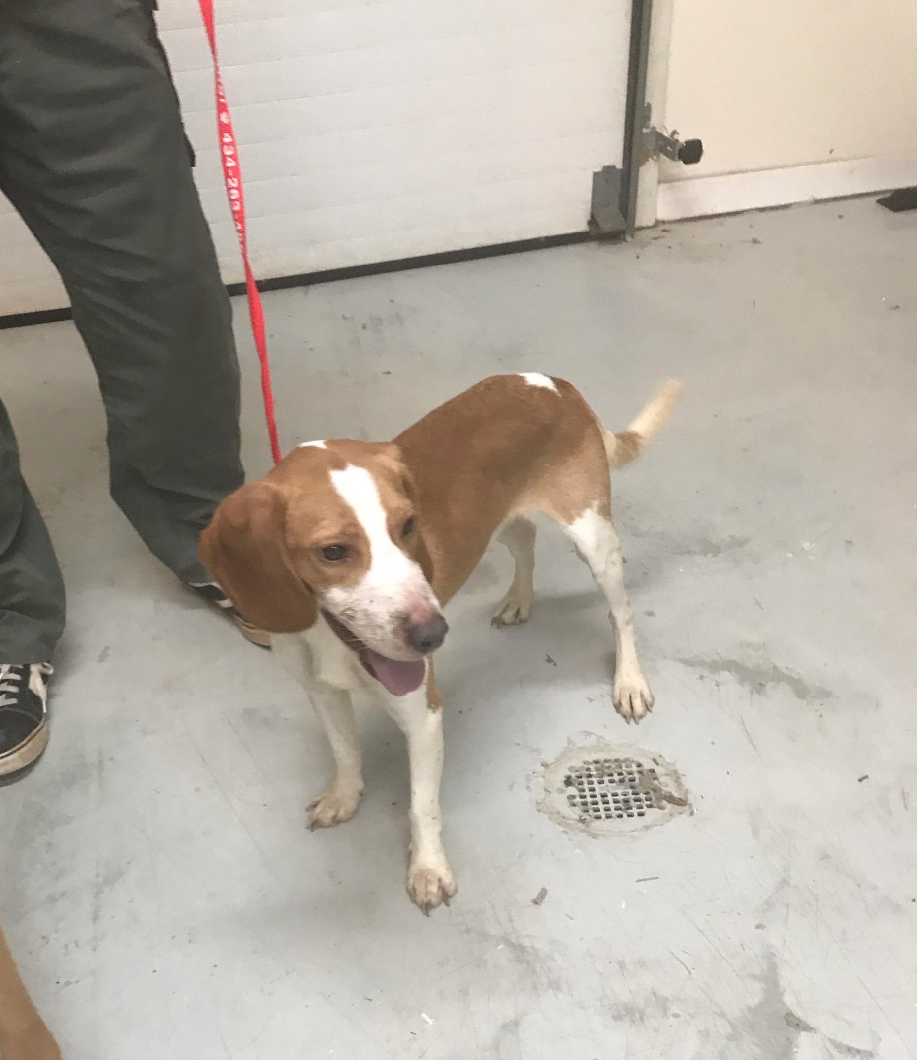 Tucker: Beagle