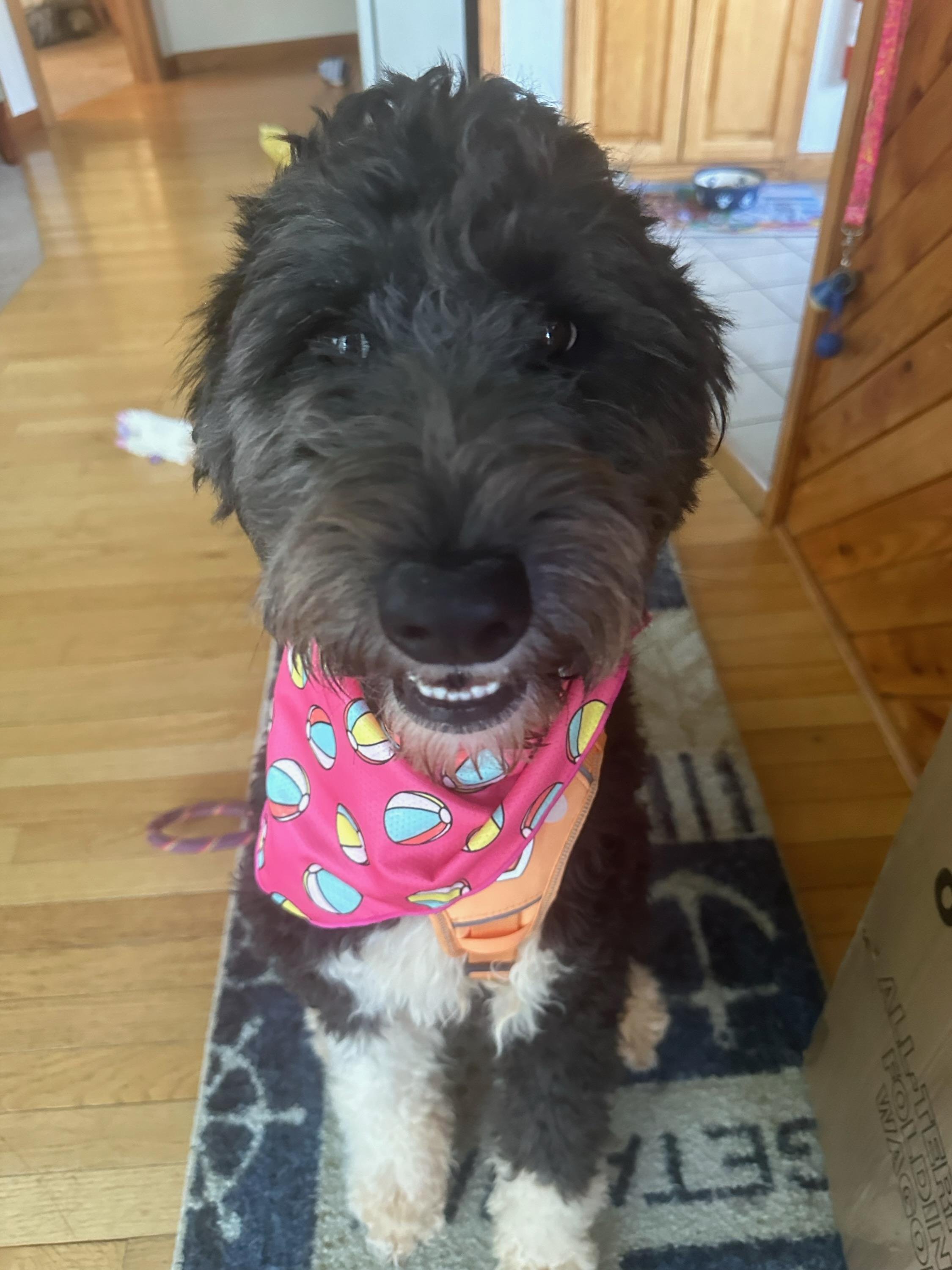 Tilly (July 2023) smiling and very happy!