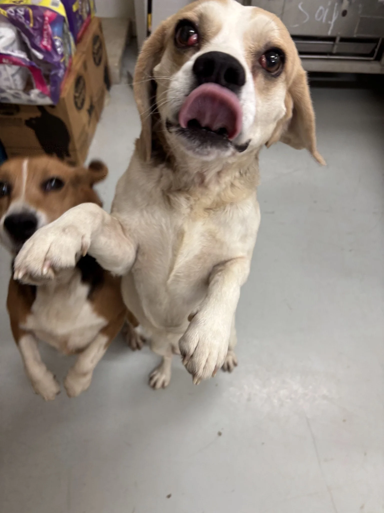 Chip and Pretzel became best friends at Animal Control!