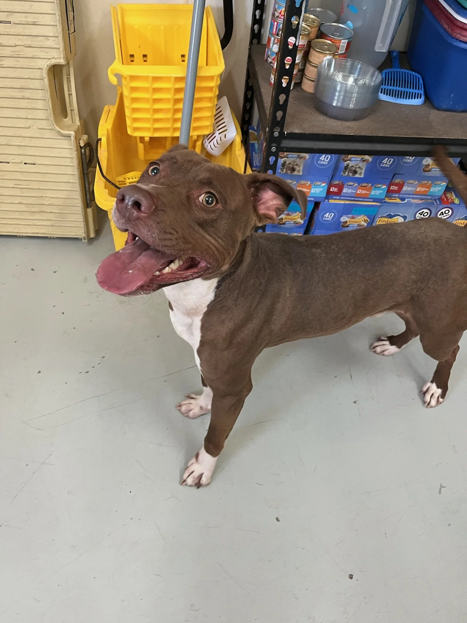 Mookie - brought in as a scared stray, he quickly became very sweet and social.