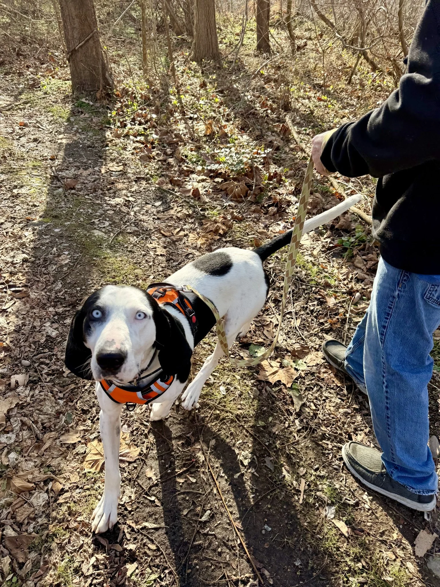 Pongo happy to go walking!