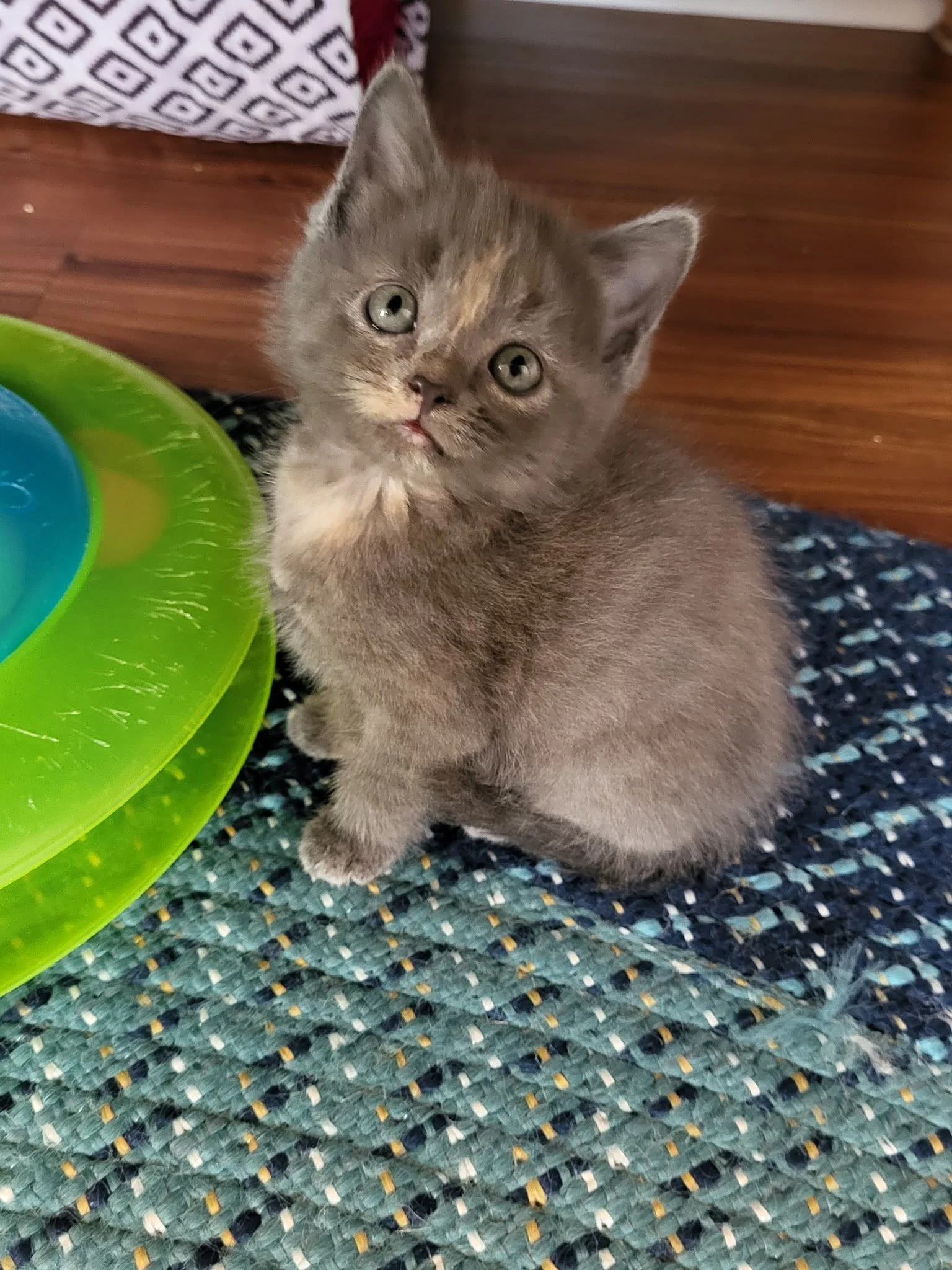 Sage - female muted calico, looking adorable!