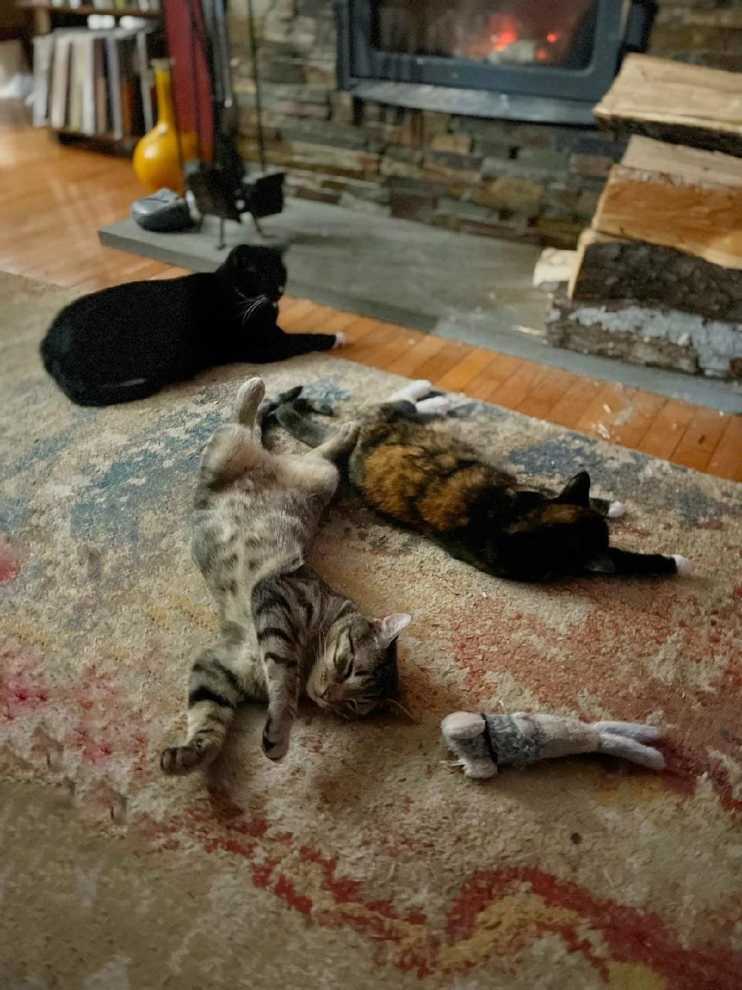 Rex with Caney and Valentino - January 2024
What a happy kitty family!
