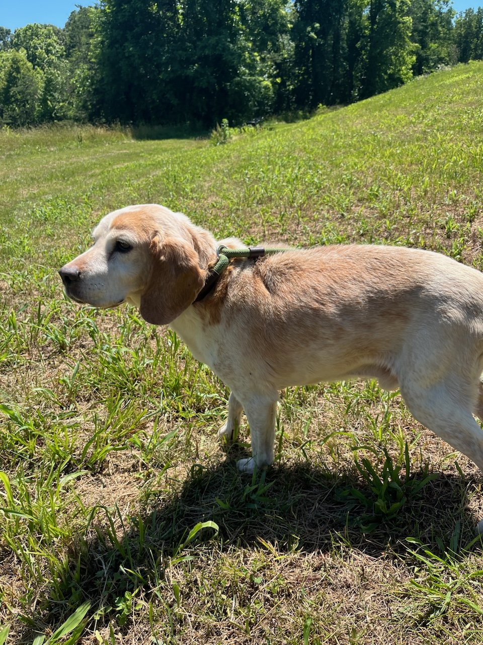 Percy looking magestic!