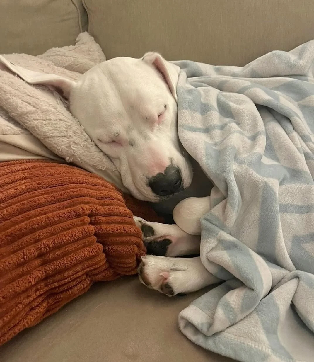 Pedro - March 2022 - all warm and snuggly