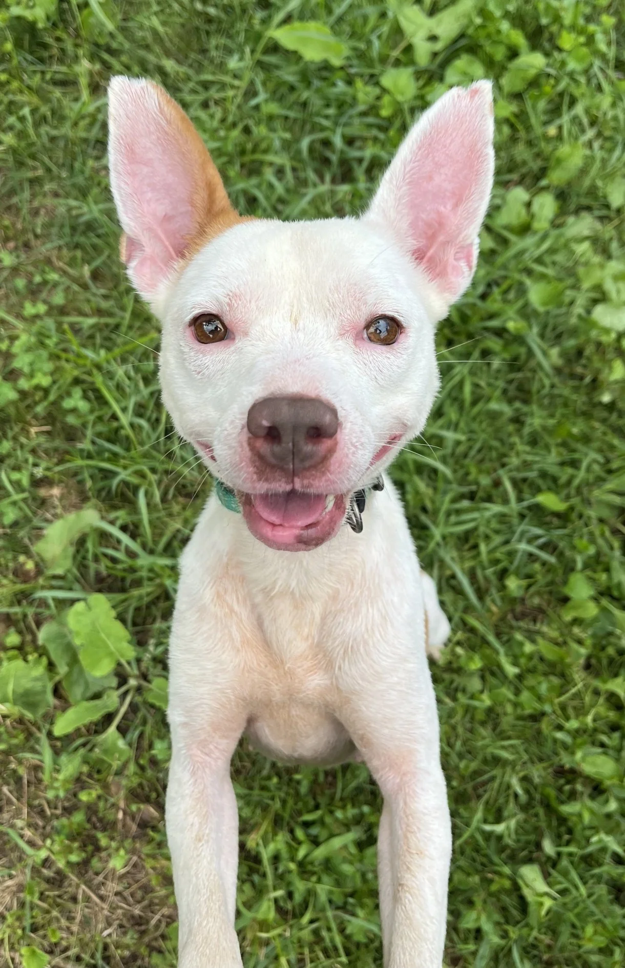 Dr. Ligon discovered that Zara had hypothyroidism, so she was started on medication. Look at her happy face!