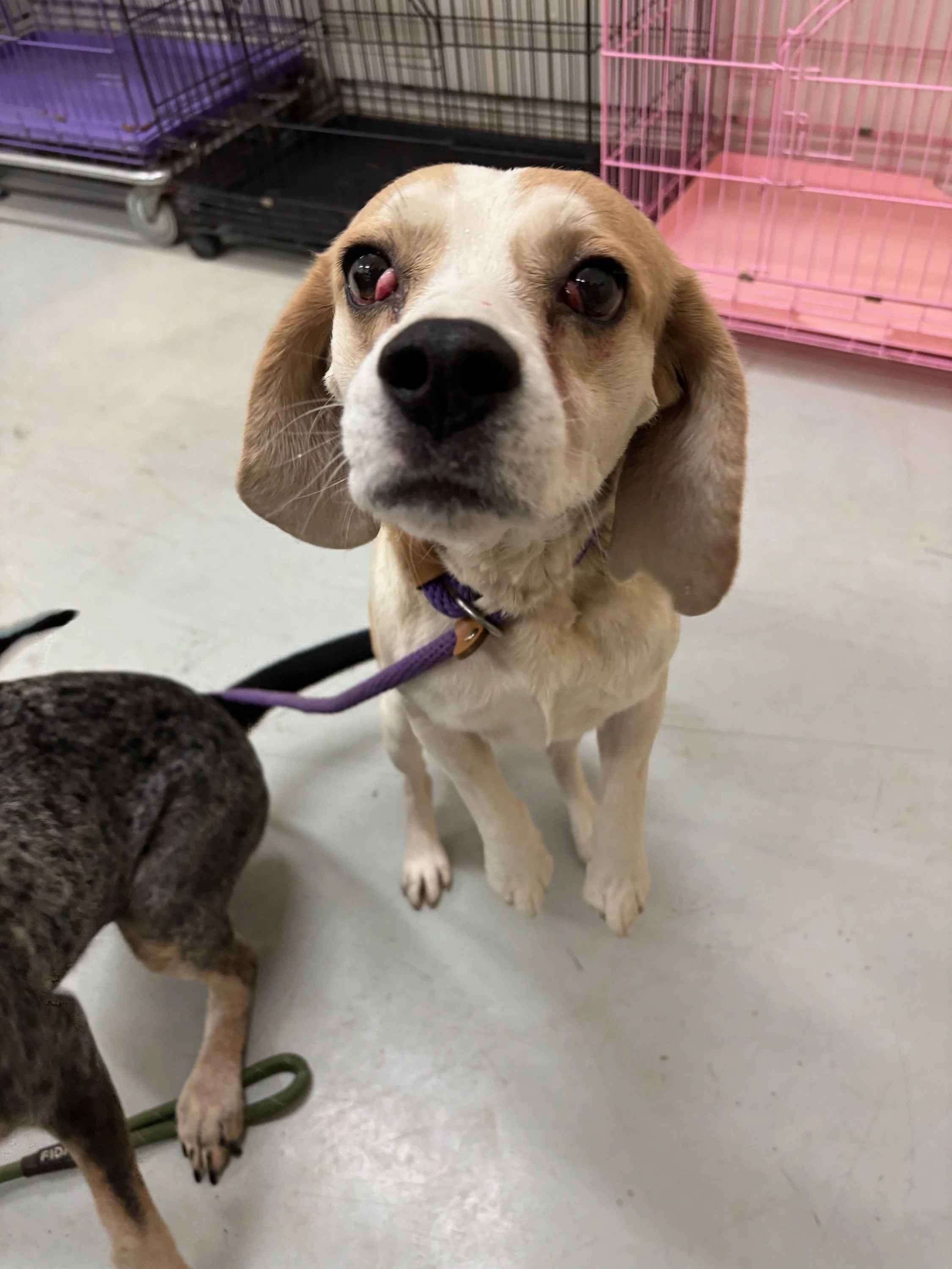 Chip - a stray beagle about 3 years old who is quite adorable with his blonde head.  We named him Chip because he had a "chip" missing from one of his ears.  