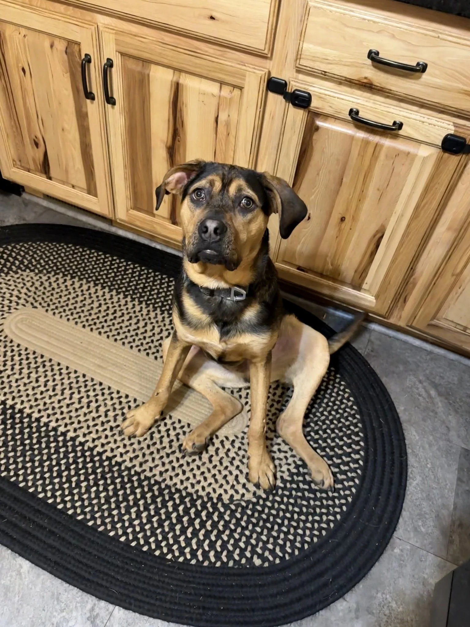 Hugo - August 2025 - happily waiting for a treat!