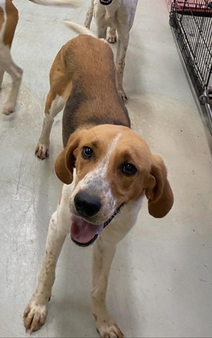 Mr. Pibb: A stray foxhound, about 2 years old. He is a sweetheart that loves people and other dogs. He was at Animal Control almost 2 months before finally securing a foster home for him. Hopeful Hounds had him neutered, vetted, and set him up fo