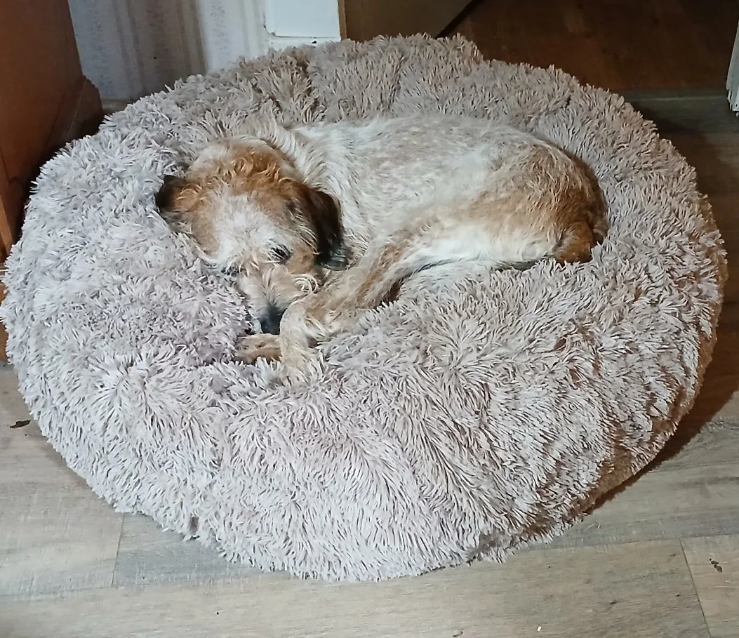 Andy enjoying his comfy bed!