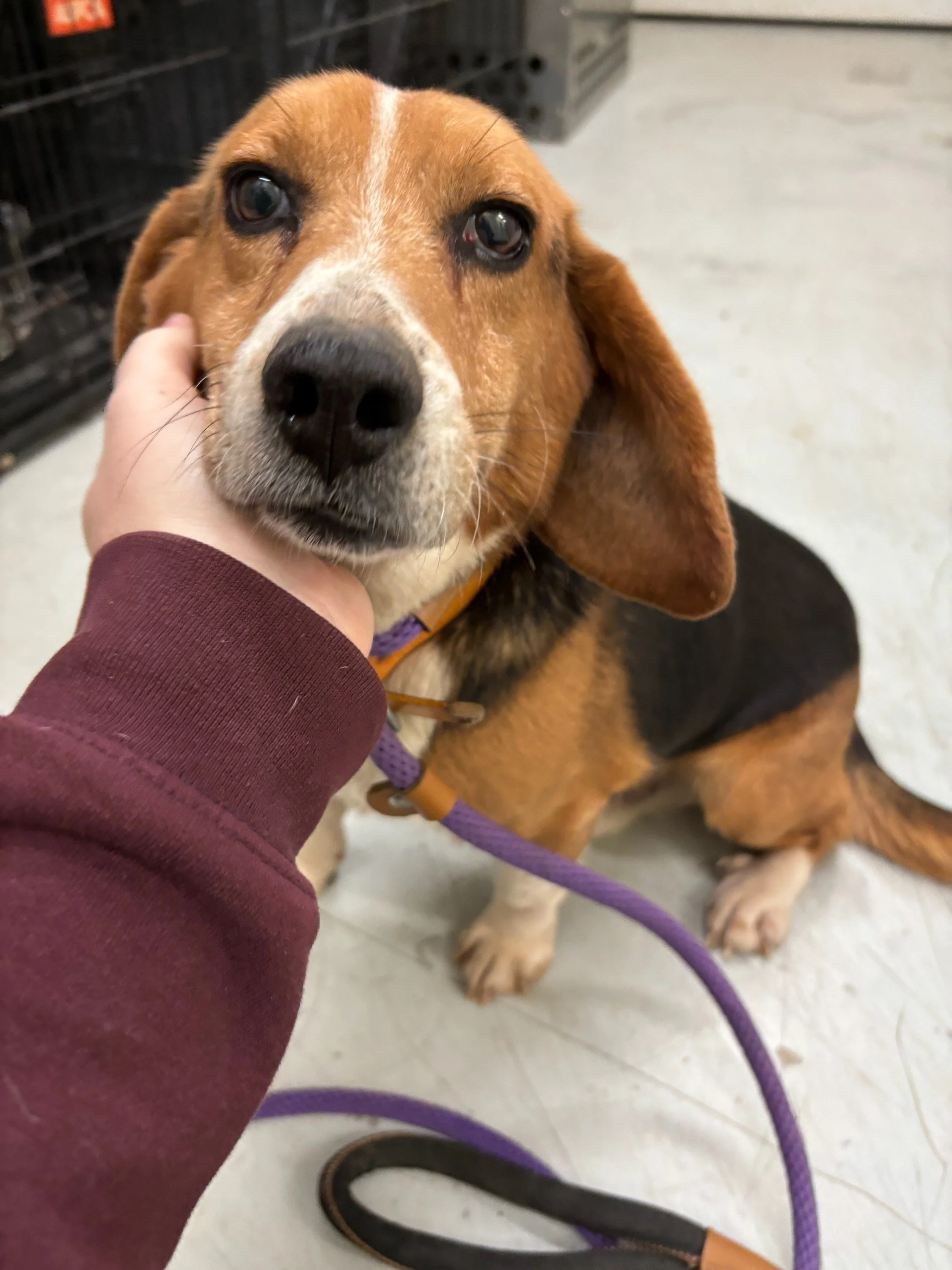 Pretzel- another stray beagle brought to animal control.  Since we named one Chip, we thought we'd name the next one Pretzel :)