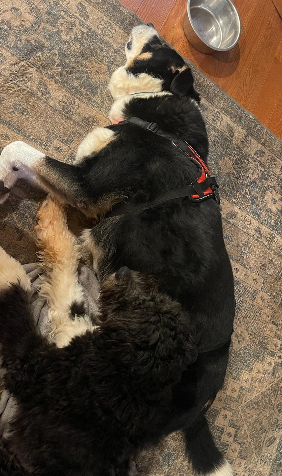 Tilly curled up with Bentley, her big brother!